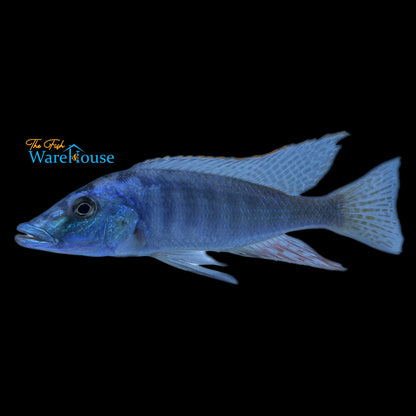 Malawi Gar (Lichnochromis acuticeps)