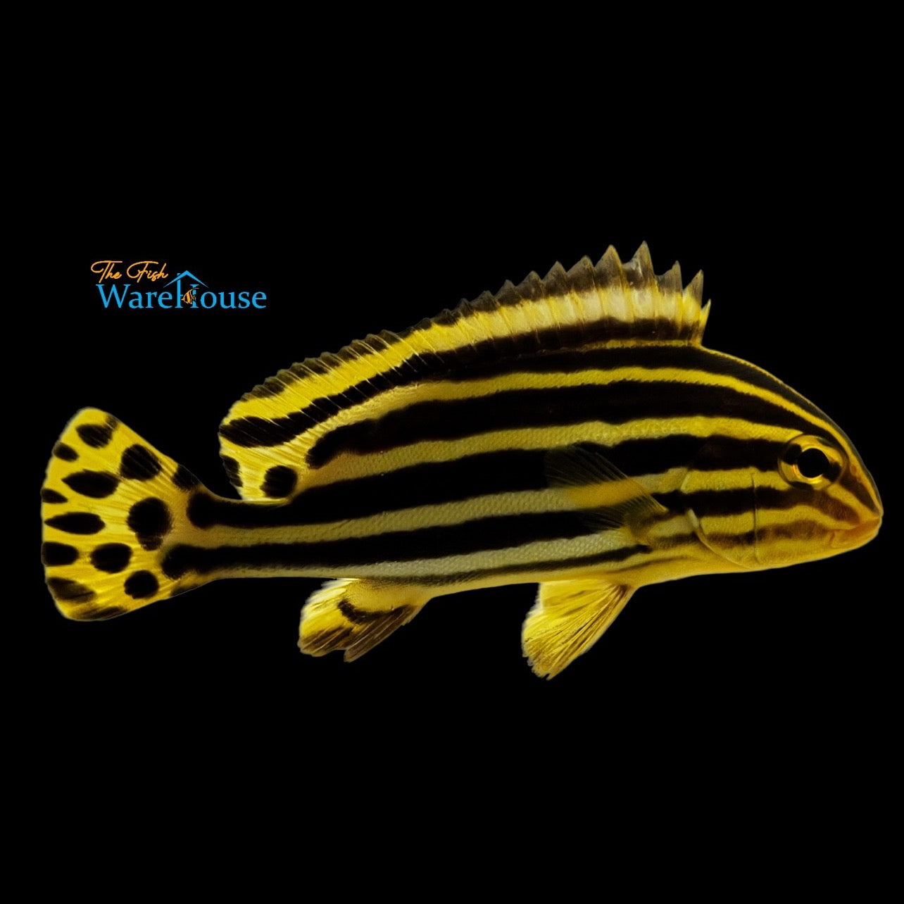 Yellow Striped Sweetlips (Plectorhinchus gaterinus)