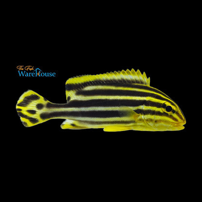 Yellow Striped Sweetlips (Plectorhinchus gaterinus)