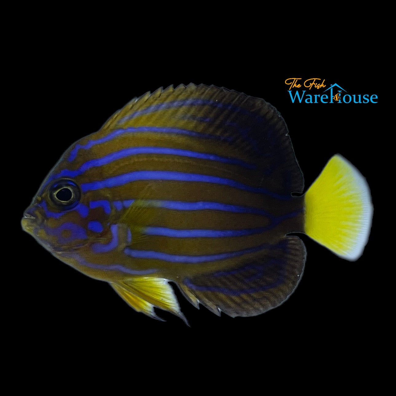 Blueline Angelfish (Chaetodontoplus septentrionalis)