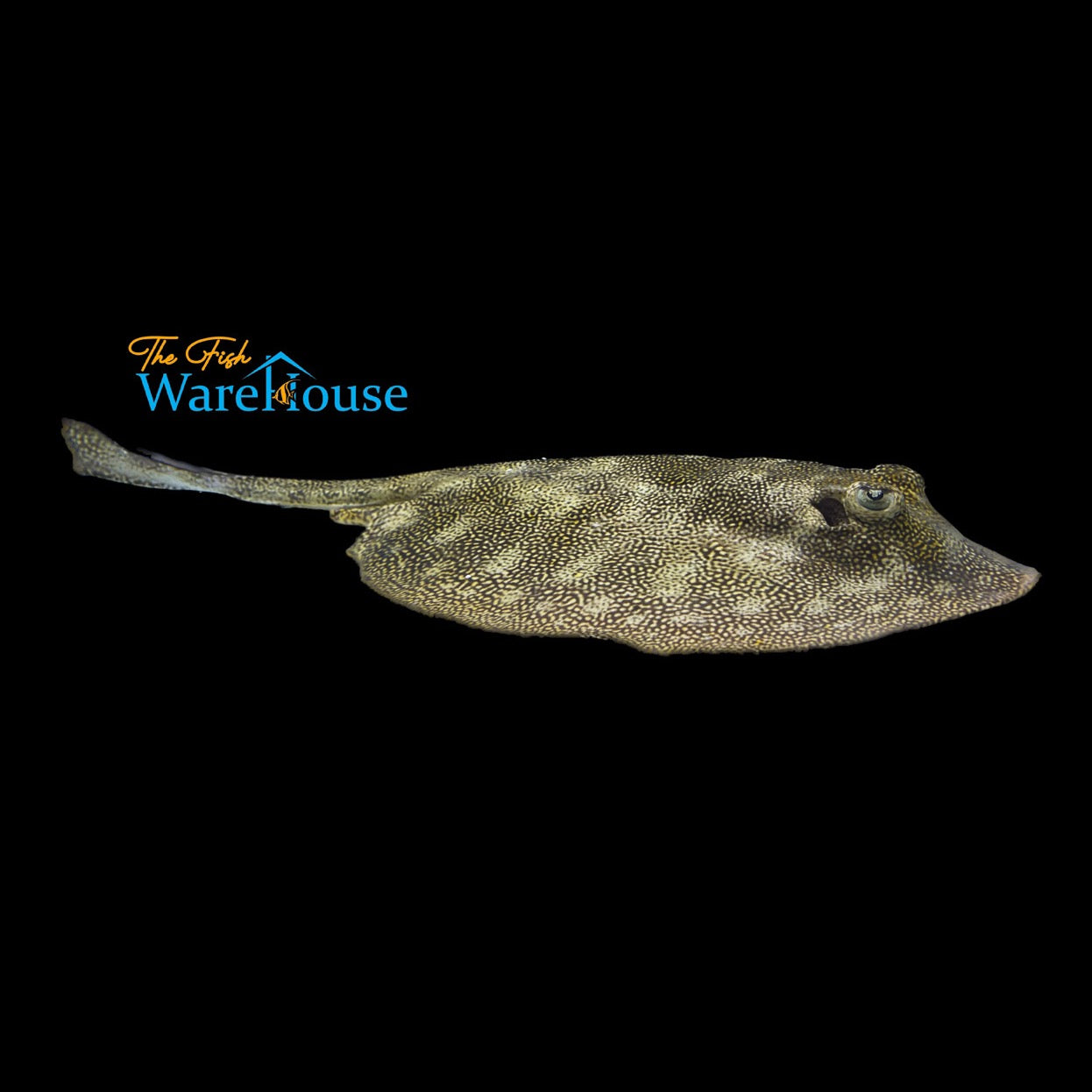 Yellow Spotted Stingray (Urobatis jamaicensis)