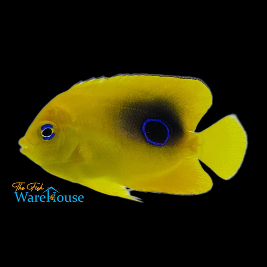 Rock Beauty Angelfish - Juvenile (Holacanthus tricolor)