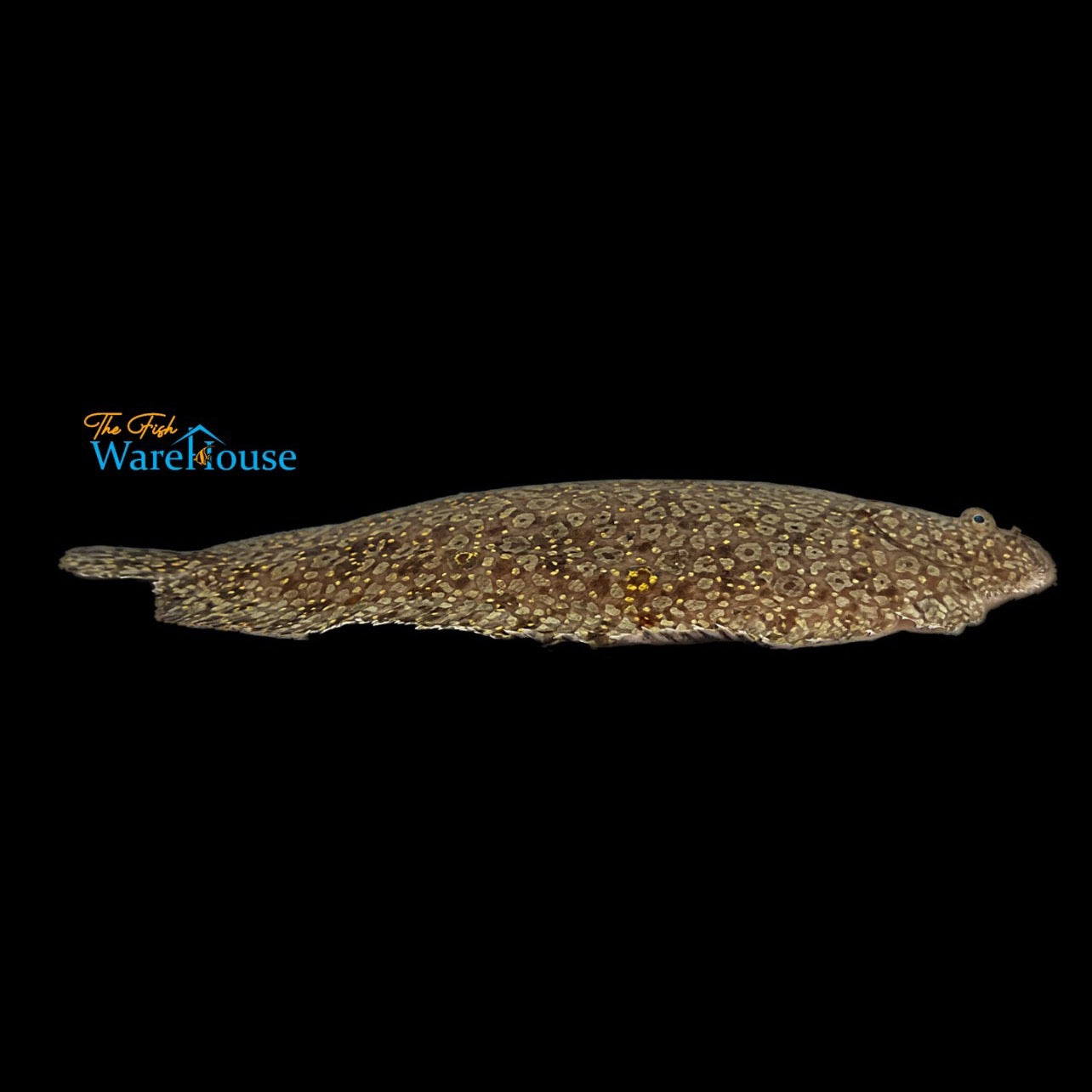 Yellow Spotted Flounder (Bothus sp.)