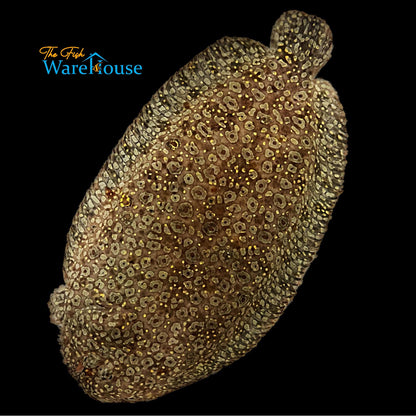 Yellow Spotted Flounder (Bothus sp.)