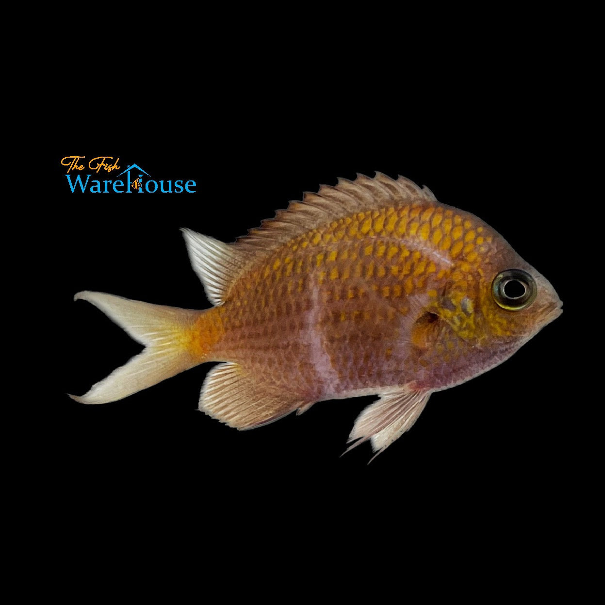 Yellow Speckled Chromis (Chromis alpha)