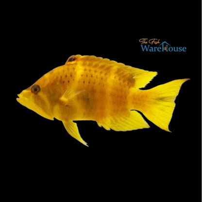 Yellow Slingjaw Wrasse (Epibulus insidiator)