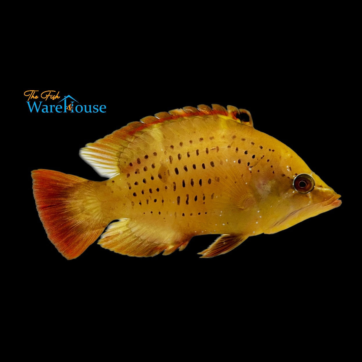 Yellow Slingjaw Wrasse (Epibulus insidiator)