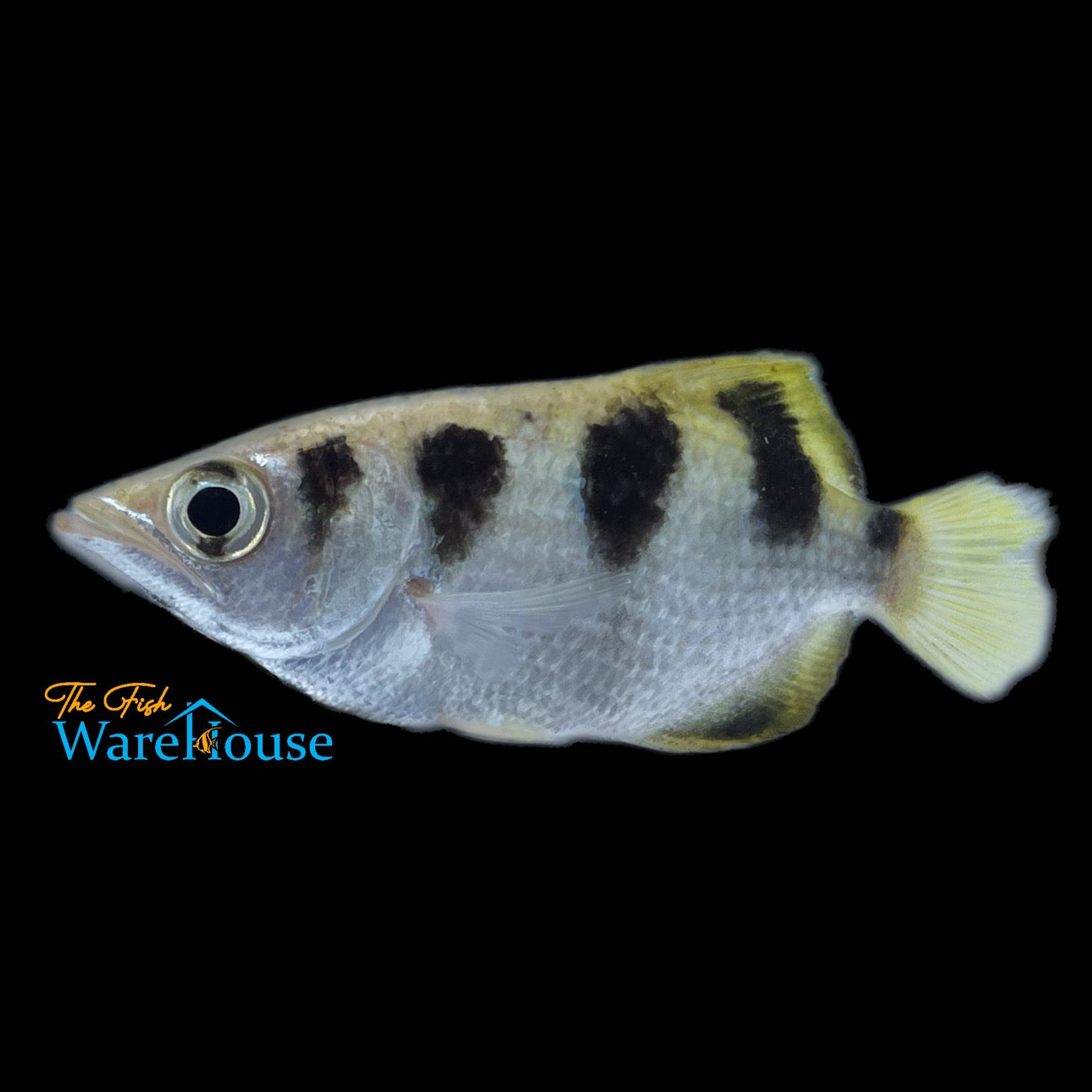 Banded Archerfish (Toxotes jaculatrix)