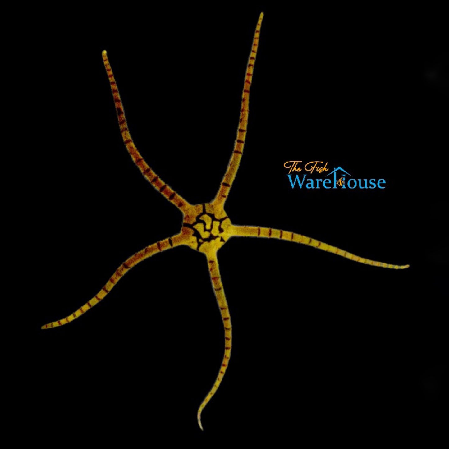 Yellow Serpent Starfish (Ophioderma sp.)