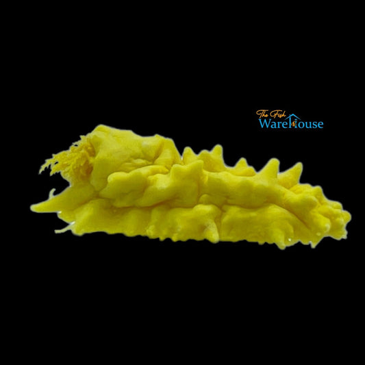 Yellow Sea Cucumber (Colochirus robustus)