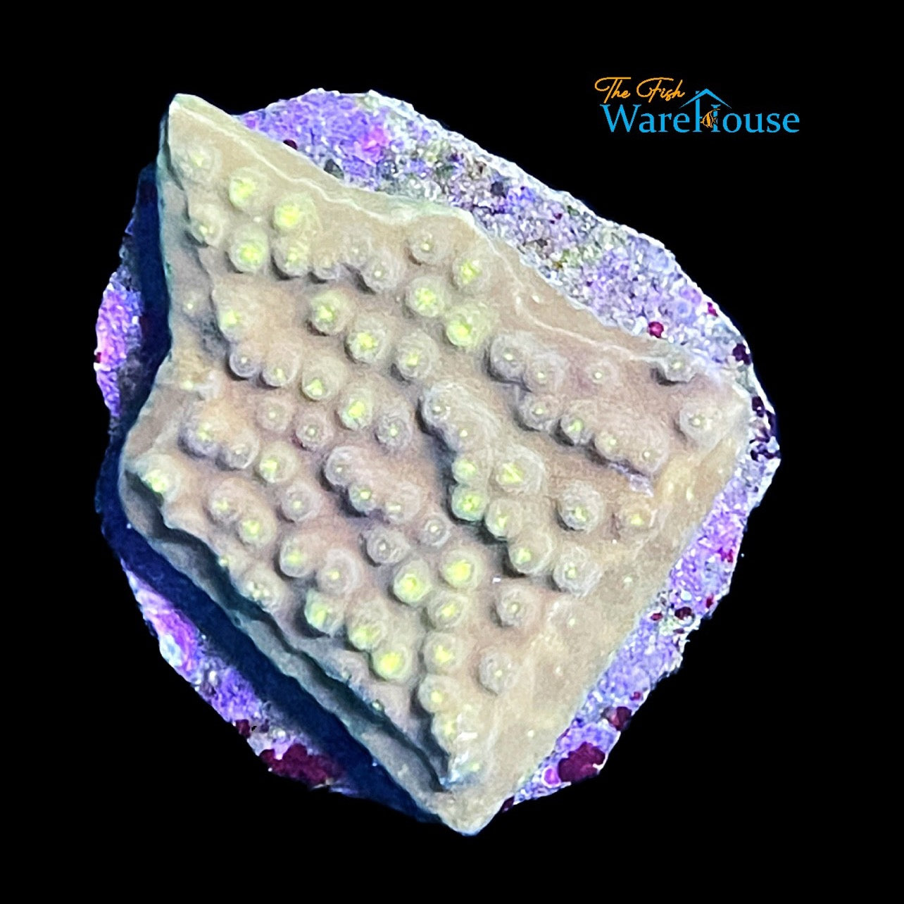 Yellow Scroll Coral (Turbinaria reniformis)