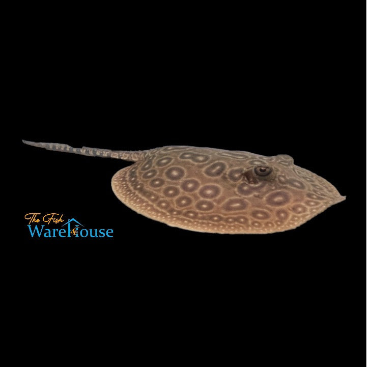 Pearl Stingray - Captive Bred (Potamotrygon jabuti)