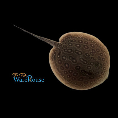 Pearl Stingray - Captive Bred (Potamotrygon jabuti)