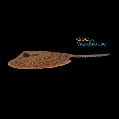 Pearl Stingray - Captive Bred (Potamotrygon jabuti)