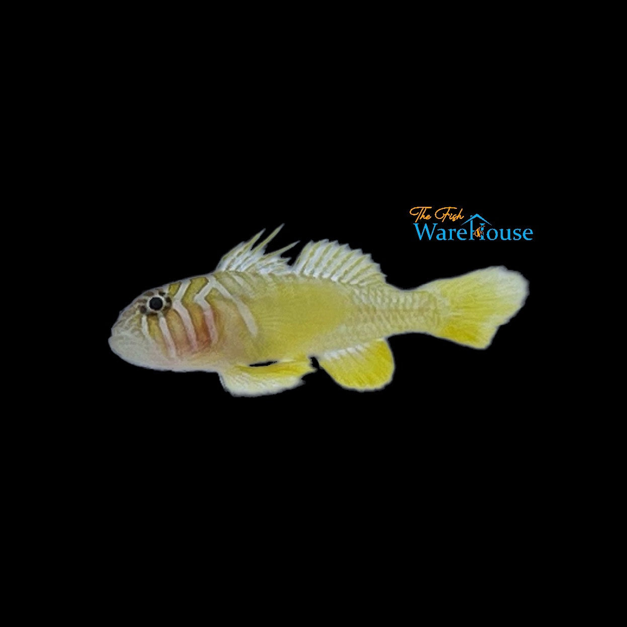 Yellow Priolepis Goby (Priolepis aureoviridis)