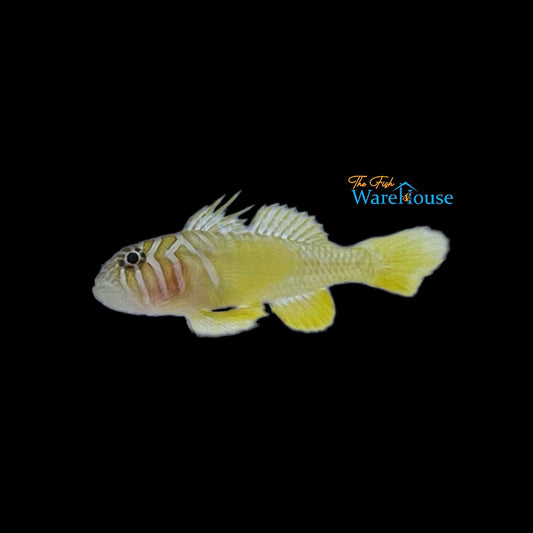 Yellow Priolepis Goby (Priolepis aureoviridis)