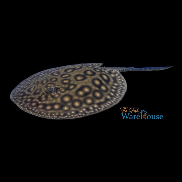 Marbled Motoro Stingray - Captive Bred (Potamotrygon motoro)