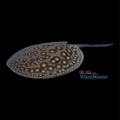 Marbled Motoro Stingray - Captive Bred (Potamotrygon motoro)