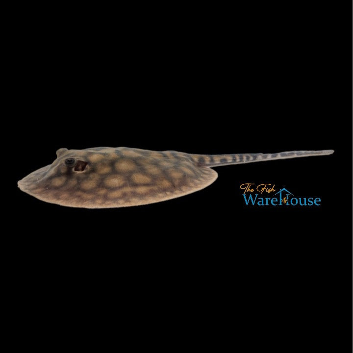 Marbled Motoro Stingray - Captive Bred (Potamotrygon motoro)