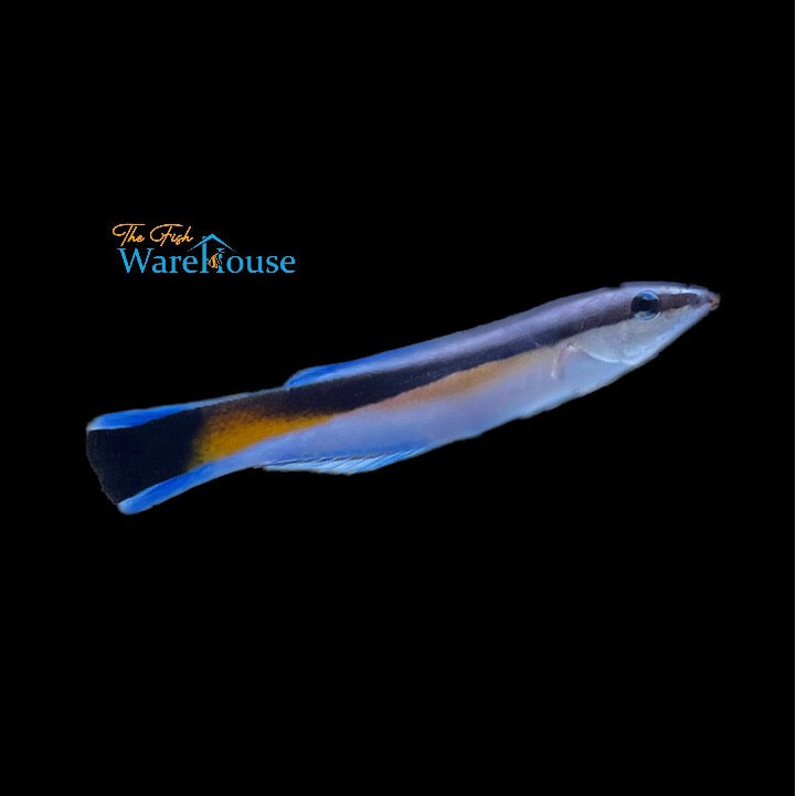 Yellow Patch Cleaner Wrasse (Labroides dimidiatus)