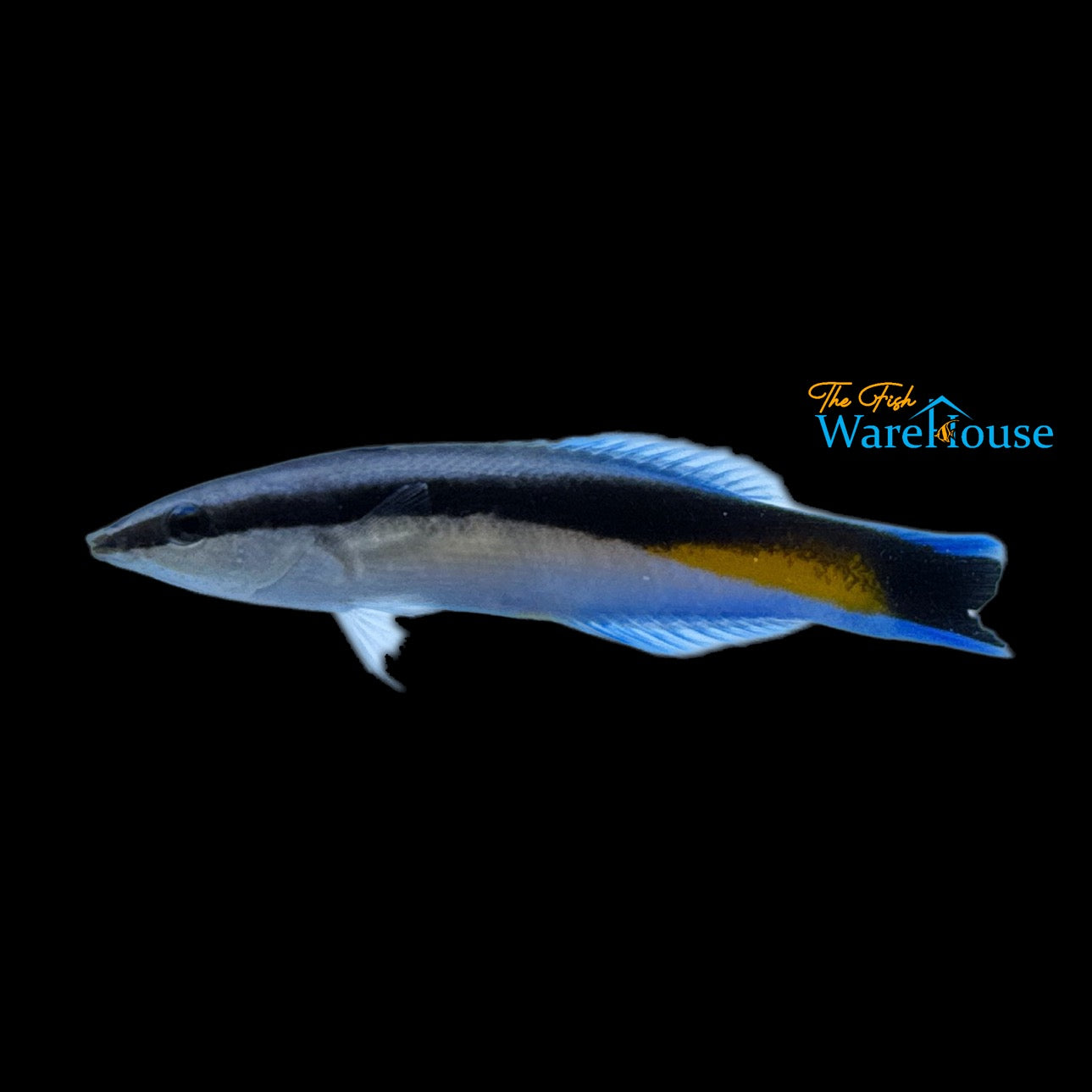 Yellow Patch Cleaner Wrasse (Labroides dimidiatus)