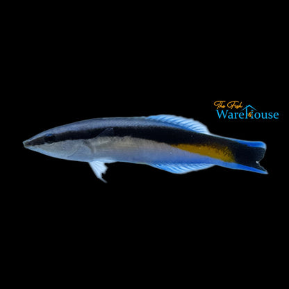 Yellow Patch Cleaner Wrasse (Labroides dimidiatus)