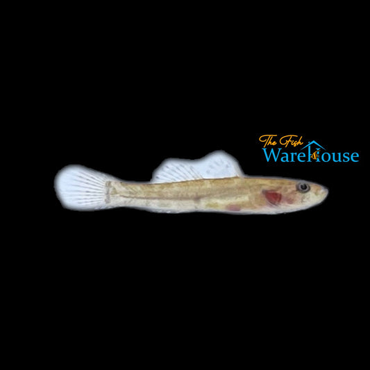 Cameroon Sleeper Goby (Kribia kribensis)