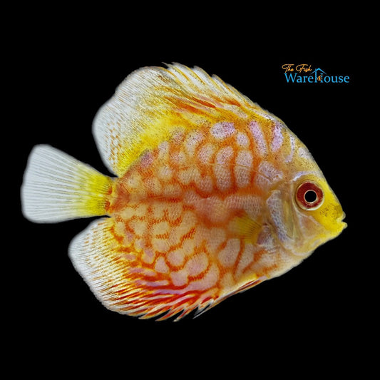 Yellow Panda Discus (Symphysodon aequifasciatus)