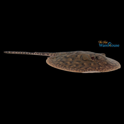 Hybrid Motoro Stingray - Captive Bred (Potamotrygon sp.)