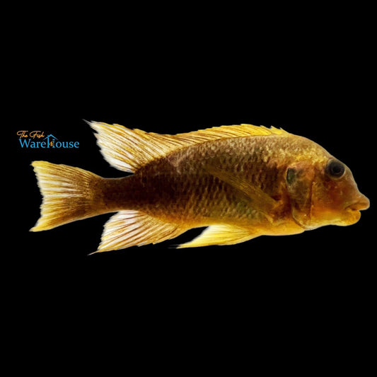 Yellow Moshi Petrochromis - Wild (Petrochromis sp. yellow moshi)