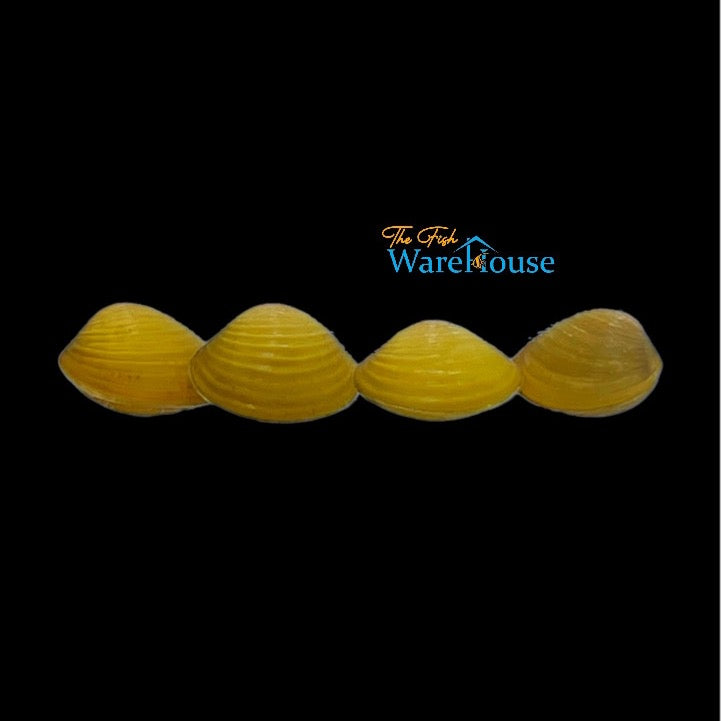 Yellow Mini Freshwater Clam (Corbicula javanicus)