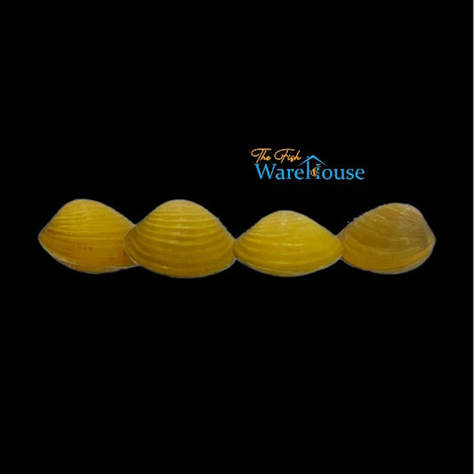 Yellow Mini Freshwater Clam (Corbicula javanicus)