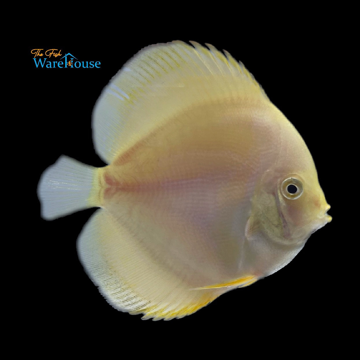 Yellow Melon Discus (Symphysodon aequifasciatus)