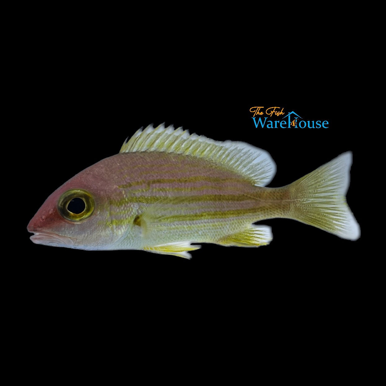 Yellow Lined Snapper (Lutjanus rufolineatus)