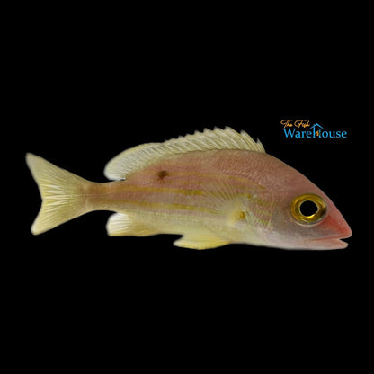 Yellow Lined Snapper (Lutjanus rufolineatus)