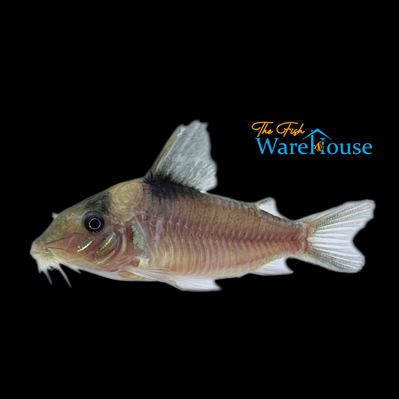 Amanda Jane Cory (Corydoras amandajanea)