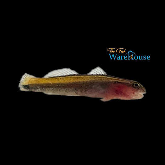 Yellow Line Goby - Captive Bred (Elacatinus figaro)