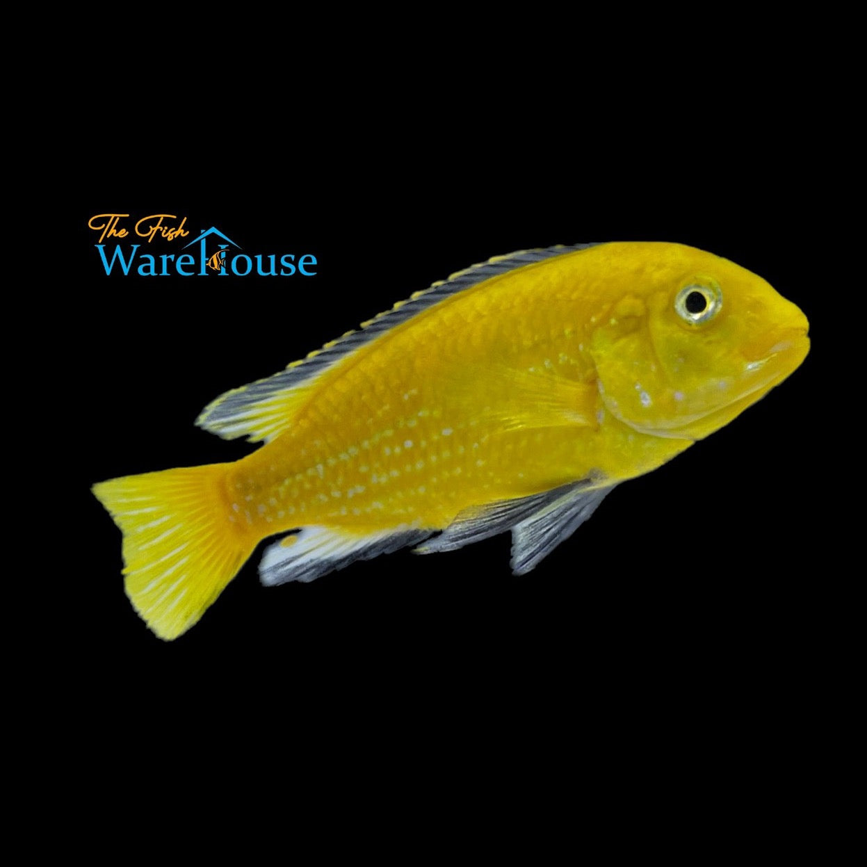 Yellow Lab Cichlid (Labidochromis caeruleus)