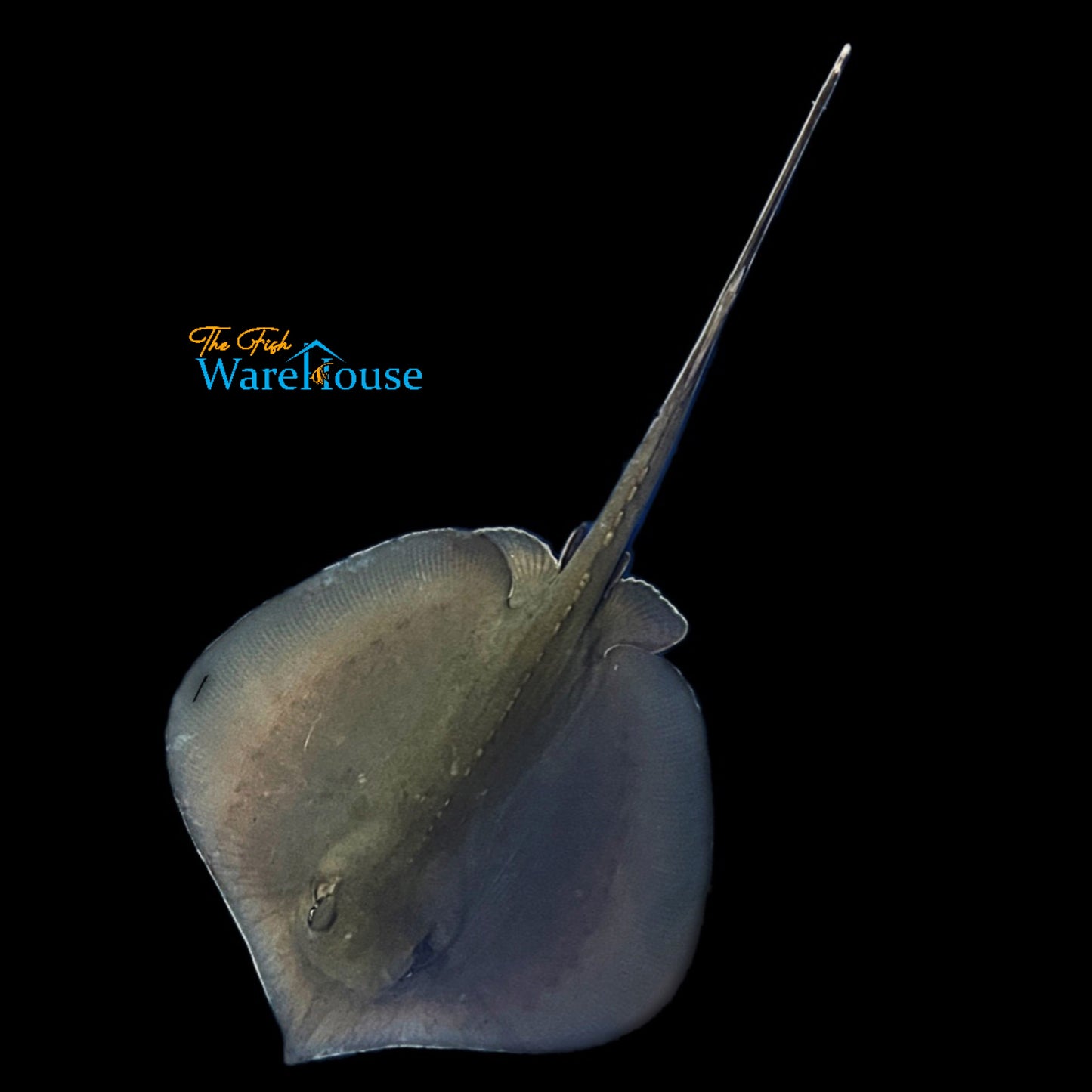 Southern Stingray (Hypanus americanus)