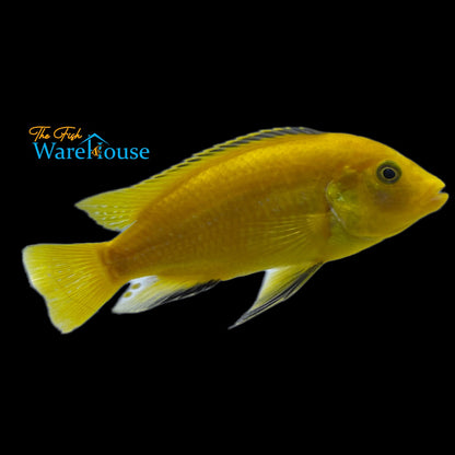 Yellow Lab Cichlid (Labidochromis caeruleus)