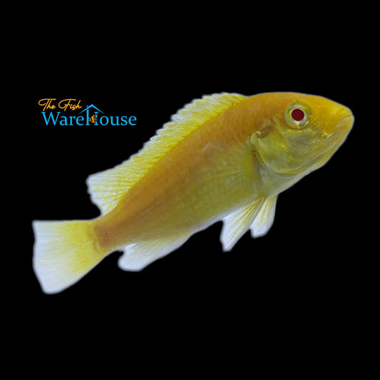 Albino Yellow Lab Cichlid (Labidochromis caeruleus albino)