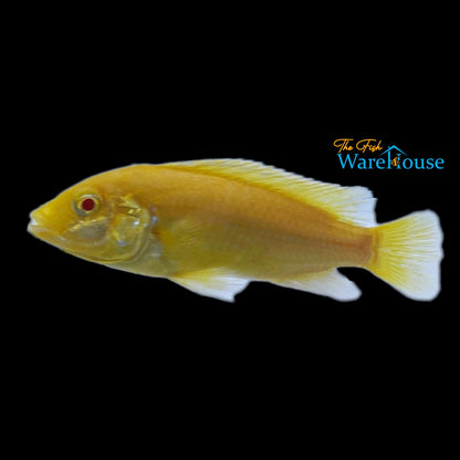 Albino Yellow Lab Cichlid (Labidochromis caeruleus albino)