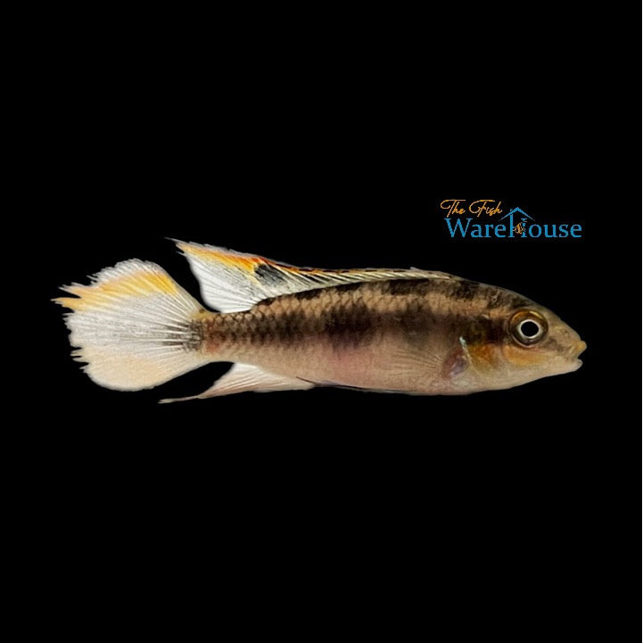 Yellow Kribensis (Pelvicachromis pulcher  'yellow')