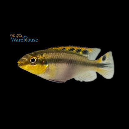 Yellow Kribensis (Pelvicachromis pulcher  'yellow')