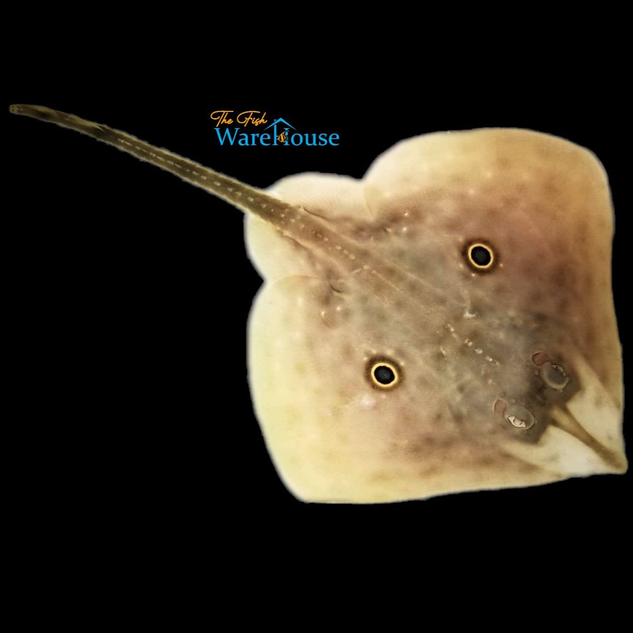 Roundel Skate (Rostroraja texana)