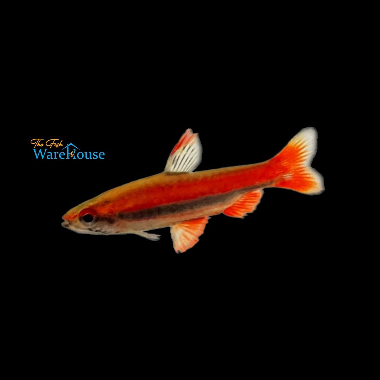 Coral Red Pencilfish (Nannostomus mortenthaleri)