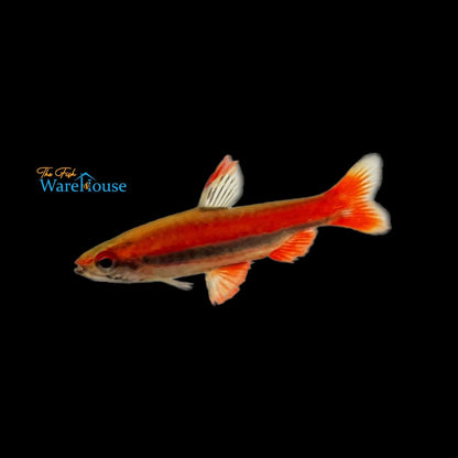 Coral Red Pencilfish (Nannostomus mortenthaleri)