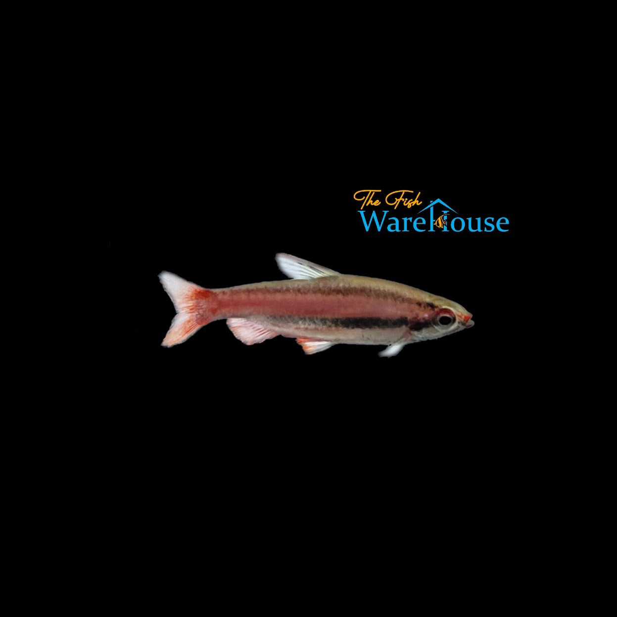 Coral Red Pencilfish (Nannostomus mortenthaleri)