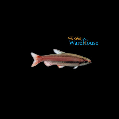 Coral Red Pencilfish (Nannostomus mortenthaleri)