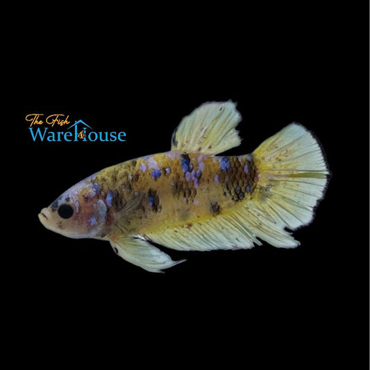 Yellow Koi Plakat Betta - Male (Betta splendens)